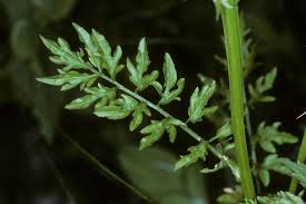 Attēlu rezultāti vaicājumam “Cardamine impatiens”