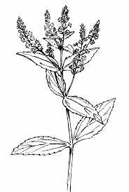 Attēlu rezultāti vaicājumam “Veronica anagallis-aquatica leaf”