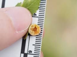 Attēlu rezultāti vaicājumam “Diplolepis eglanteriae”