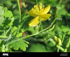 Attēlu rezultāti vaicājumam “Chelidonium majus bud”