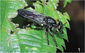 Attēlu rezultāti vaicājumam “Choerades sp.”