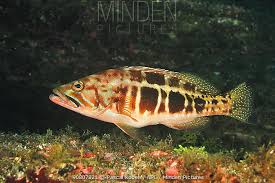 Image result for Serranus atricauda