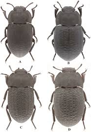 Attēlu rezultāti vaicājumam “Opatrum sabulosum”