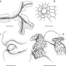 Attēlu rezultāti vaicājumam “Jungermannia sphaerocarpa sporophyte”