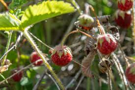 Attēlu rezultāti vaicājumam “Fragaria viridis leaf”
