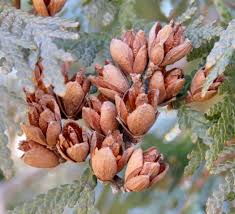 Attēlu rezultāti vaicājumam “Thuja occidentalis flower”