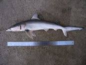 Image result for Carcharhinus isodon