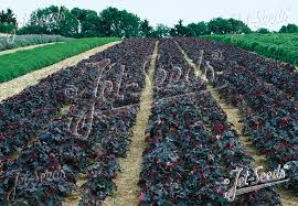 Image result for HEUCHERA americana 'Palace Purple Auslese'