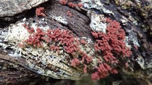 Attēlu rezultāti vaicājumam “Arcyria minuta macro”