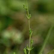 Attēlu rezultāti vaicājumam “Sagina nodosa flower”