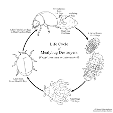 Image result for Cryptolaemus