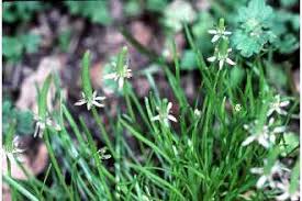 Attēlu rezultāti vaicājumam “Myosurus minimus flower”