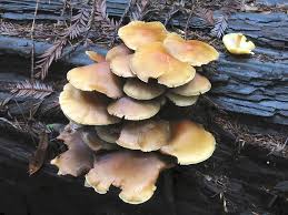 Attēlu rezultāti vaicājumam “Collybia acervata”