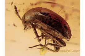 Attēlu rezultāti vaicājumam “Leiodidae”