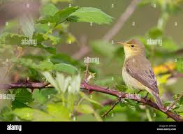 Image result for Hippolais polyglotta