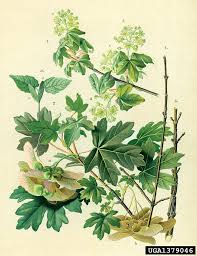 Attēlu rezultāti vaicājumam “Acer campestre flower”