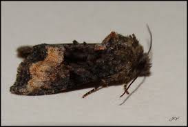 Attēlu rezultāti vaicājumam “Oligia sp.”