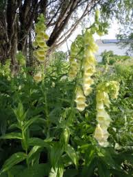 Image result for Digitalis grandiflora