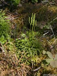 Attēlu rezultāti vaicājumam “Diphasiastrum tristachyum”