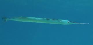 Attēlu rezultāti vaicājumam “Belone belone”