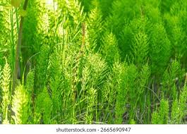 Attēlu rezultāti vaicājumam “Equisetum sylvaticum”