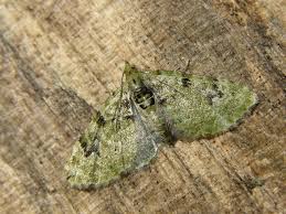 Attēlu rezultāti vaicājumam “Chloroclystis v-ata”