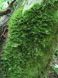 Attēlu rezultāti vaicājumam “Neckera crispa”