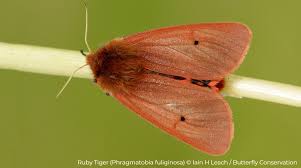 Attēlu rezultāti vaicājumam “Phragmatobia fuliginosa imago”