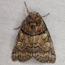 Attēlu rezultāti vaicājumam “Noctuidae”