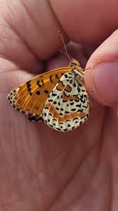 Attēlu rezultāti vaicājumam “Melitaea didyma”