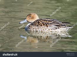 Image result for Anas acuta