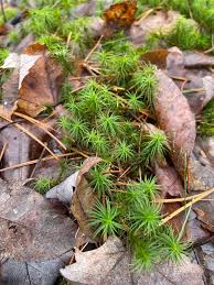 Attēlu rezultāti vaicājumam “Polytrichastrum pallidisetum”
