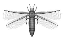 Attēlu rezultāti vaicājumam “Thysanoptera”