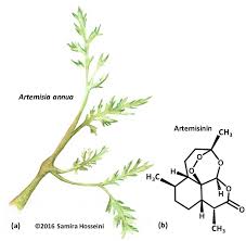 Image result for Artemisia annua