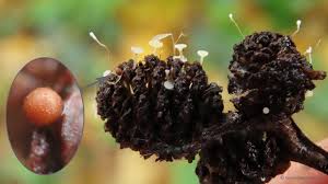 Attēlu rezultāti vaicājumam “Trichia flavicoma”