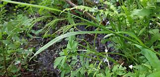 Attēlu rezultāti vaicājumam “Poa remota bud”