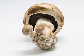 Attēlu rezultāti vaicājumam “Agaricus”