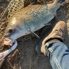 Image result for The Lancaster Fish