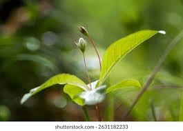 Attēlu rezultāti vaicājumam “Trientalis europaea”