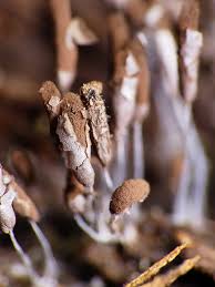 Attēlu rezultāti vaicājumam “Stemonitopsis sp.”