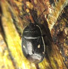 Attēlu rezultāti vaicājumam “Adomerus biguttatus”