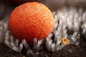 Attēlu rezultāti vaicājumam “Ceratiomyxa fruticulosa young”