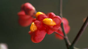 Attēlu rezultāti vaicājumam “Hordelymus europaeus fruit”