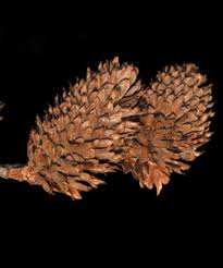 Attēlu rezultāti vaicājumam “Betula alleghaniensis”