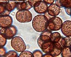 Attēlu rezultāti vaicājumam “Physarum bivalve spores”