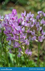 Attēlu rezultāti vaicājumam “Astragalus danicus flower”