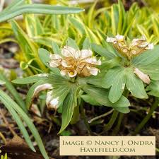 Attēlu rezultāti vaicājumam “Eranthis hyemalis”