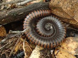 Attēlu rezultāti vaicājumam “Myriapoda”