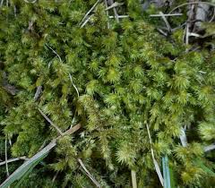 Attēlu rezultāti vaicājumam “Rhytidiadelphus triquetrus”