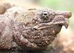 220px-Alligator_snapping_ ...
